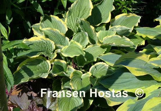 Hosta Spring Fling